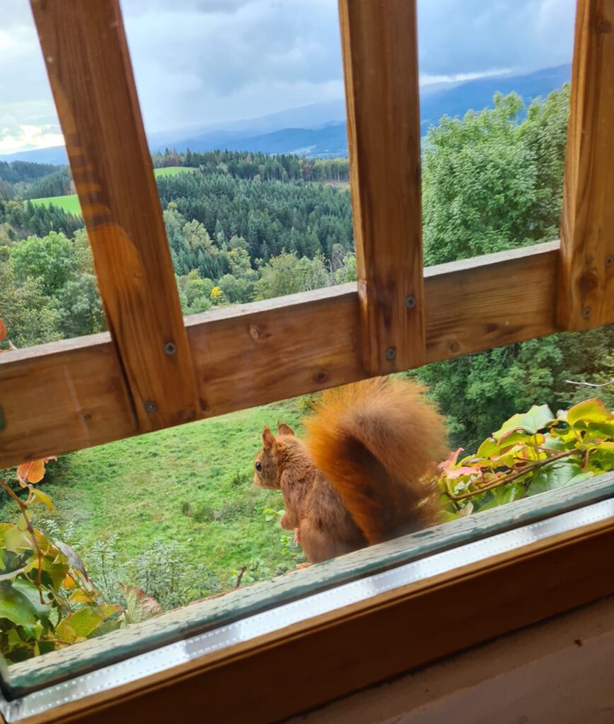 Un écureuil à la fenêtre d'une chambre